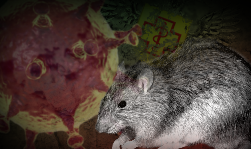 Крысы и коронавирус