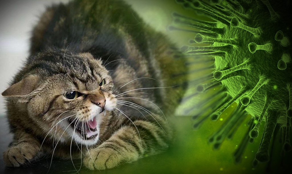 Кошка и коронавирус