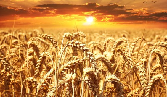 сельское хозяйство, пшеница, поле