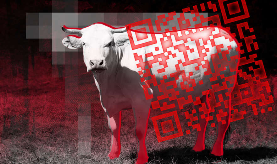 Корова и QR-код