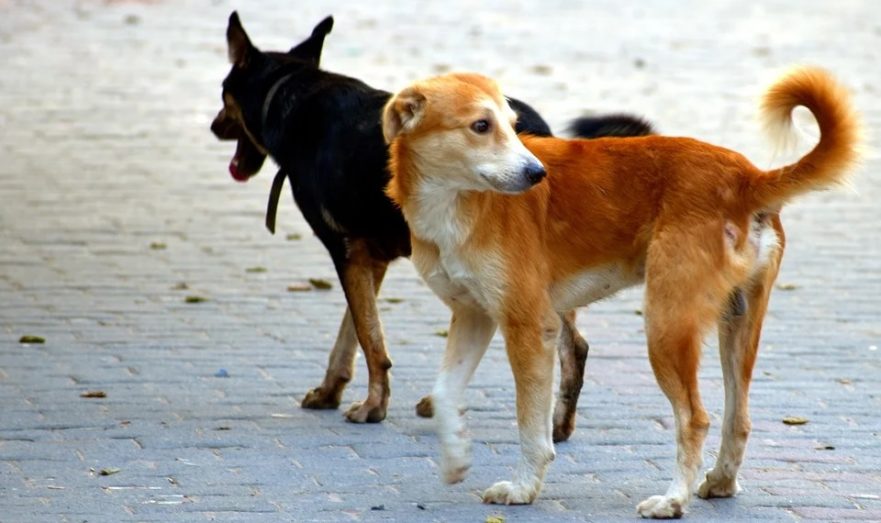 Омичка сообщила о жестоком убийстве собаки в СНТ «Сибиряк»