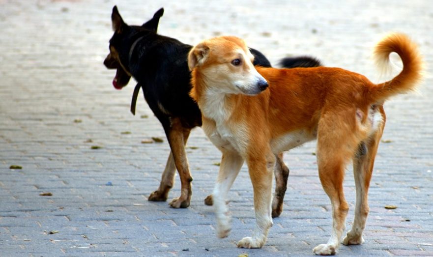 Власти Самары запретили возвращать бродячих собак в парки и на детские площадки