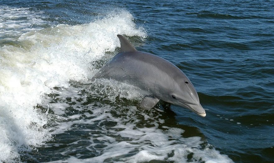 На берегу Таганрогского залива нашли еще одного мертвого дельфина