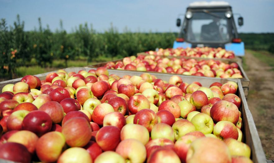Кубанские садоводы призвали правительство запретить ввоз яблок из Молдавии