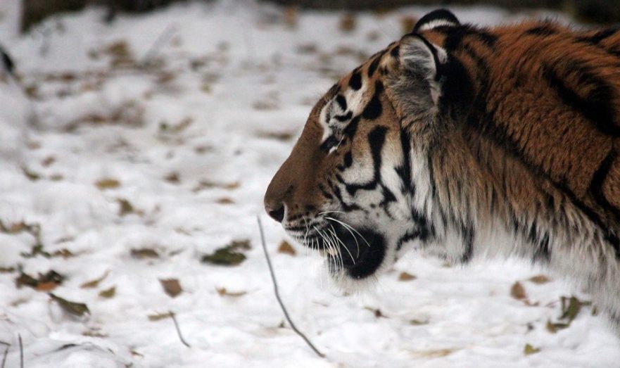 В Приморье рассказали о дальнейшей судьбе трех разъяренных тигров