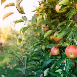 Чем подкормить яблоню во время цветения