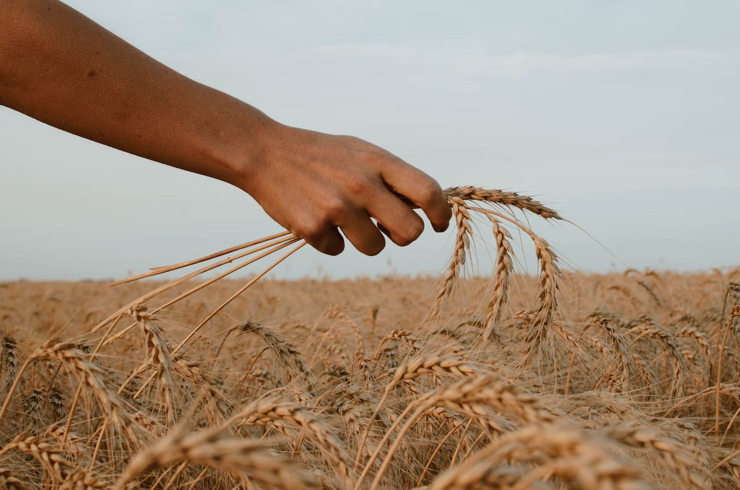 Урожай пшеницы. Экспорт пшеницы. Экспорт зерна. Пшеница в руках.