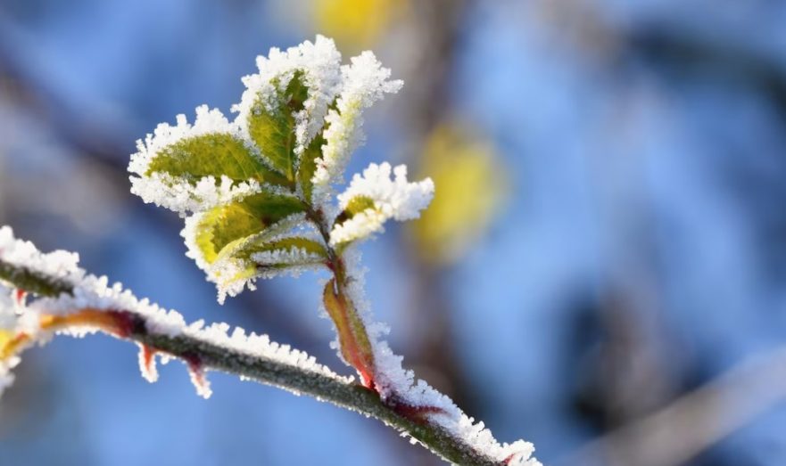 Метеоролог Пашина предупредила о заморозках в центральной России и Сибири
