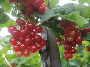 Инструкция: Как обработать смородину после сбора урожая