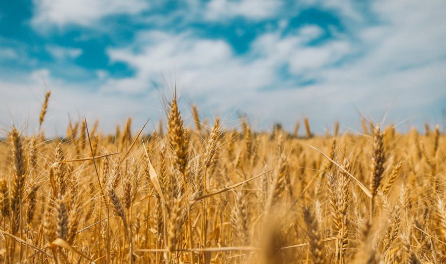 Bloomberg: власти РФ намерены ввести минимальную цену на поставки пшеницы