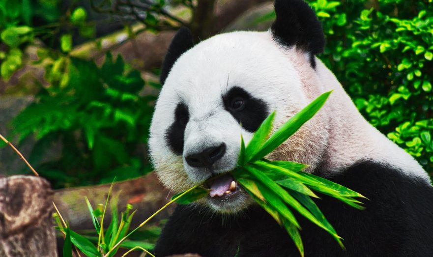 В Московском зоопарке заявили, что шерсть детёныша панды Диндин активно чернеет