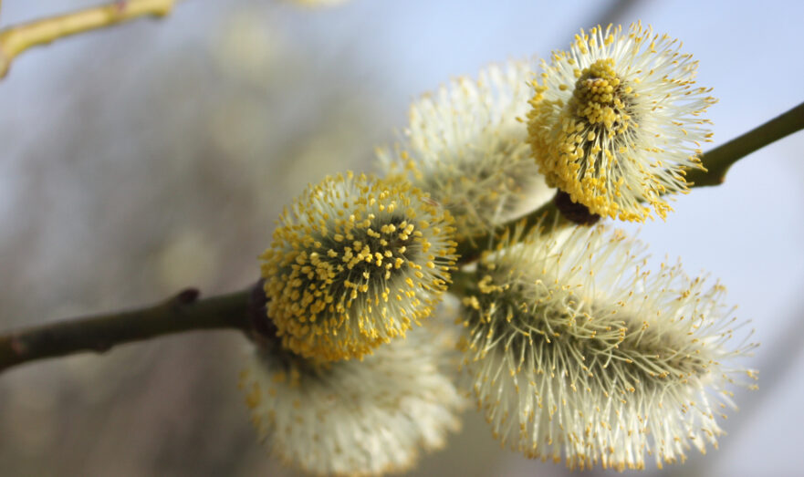 Вербное воскресенье 2026: Дата, история, традиции праздника