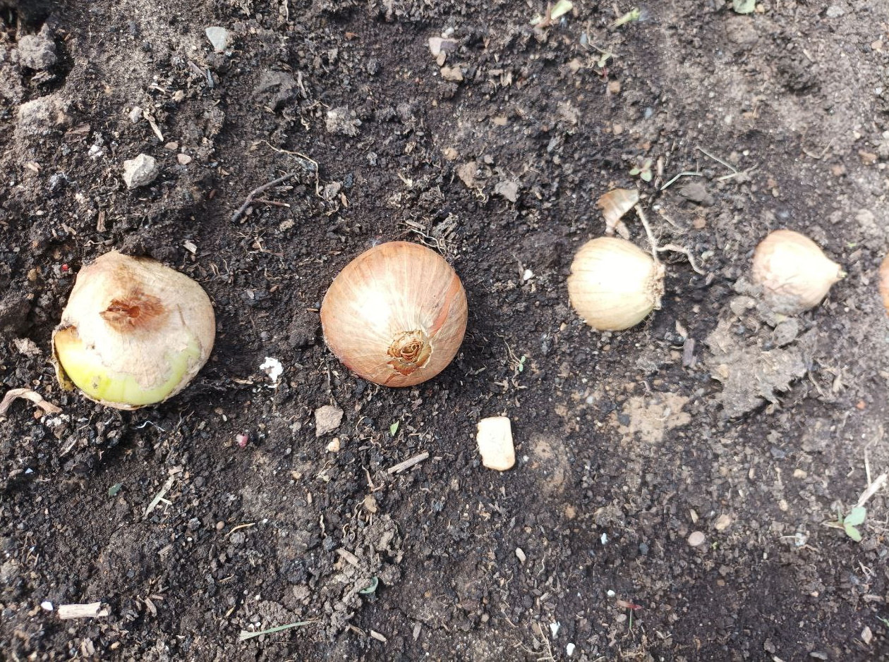 Посадка лука