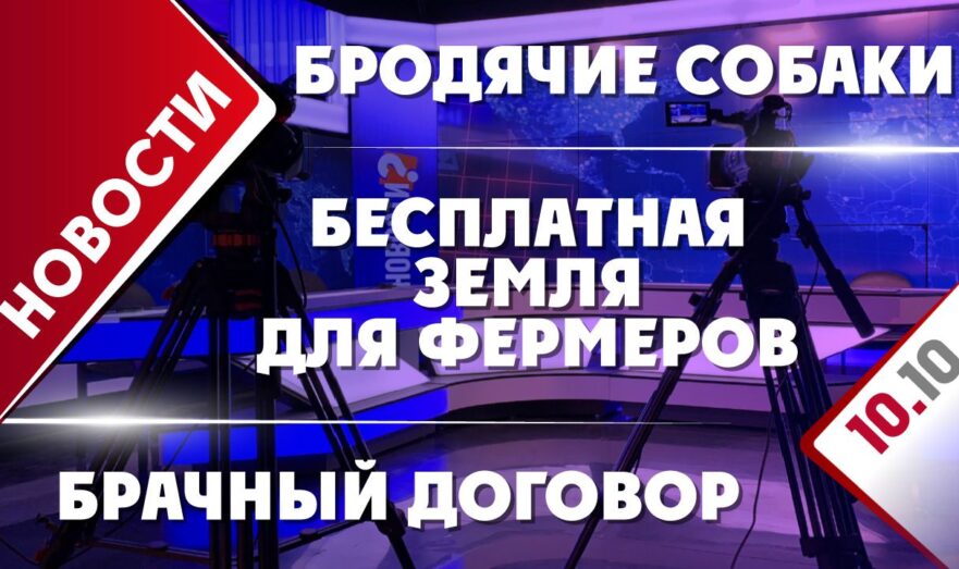 Бесплатная земля для фермеров, бродячие собаки и брачный договор