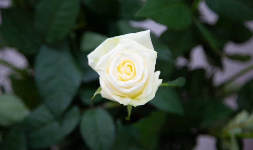 Диетолог Дианова назвала топ-6 продуктов для женского здоровья к 8 Марта