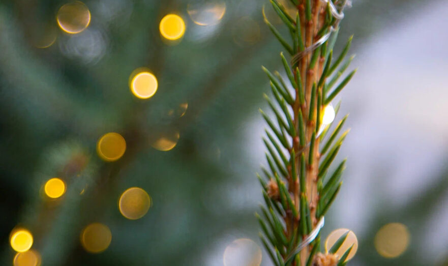 Волшебный Новый год на Алтае: праздник в окружении заснеженных гор