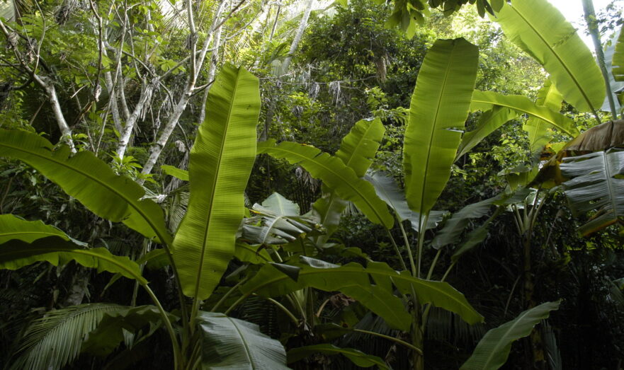 Scientific Reports: африканские леса стали источником углерода