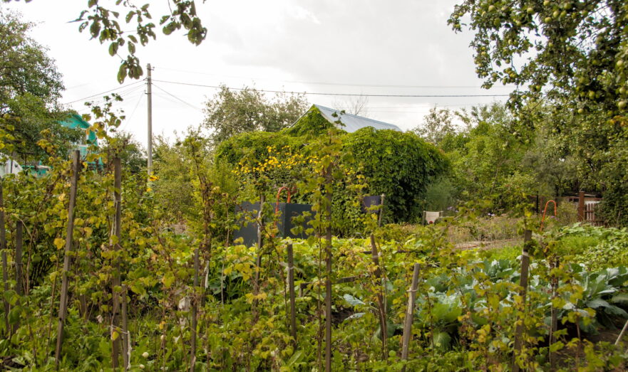 Инструкция: как ухаживать за фикусами летом