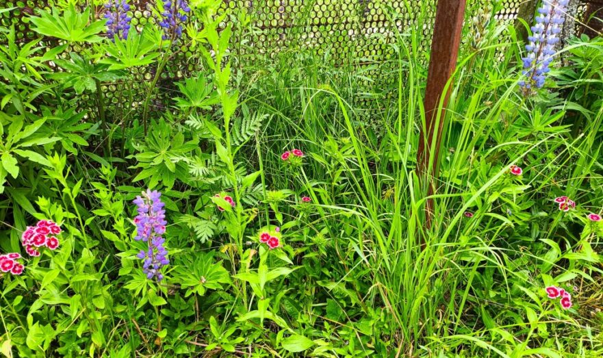 Юрист Слезкина: Выращивание шалфея на участке может грозить тюрьмой